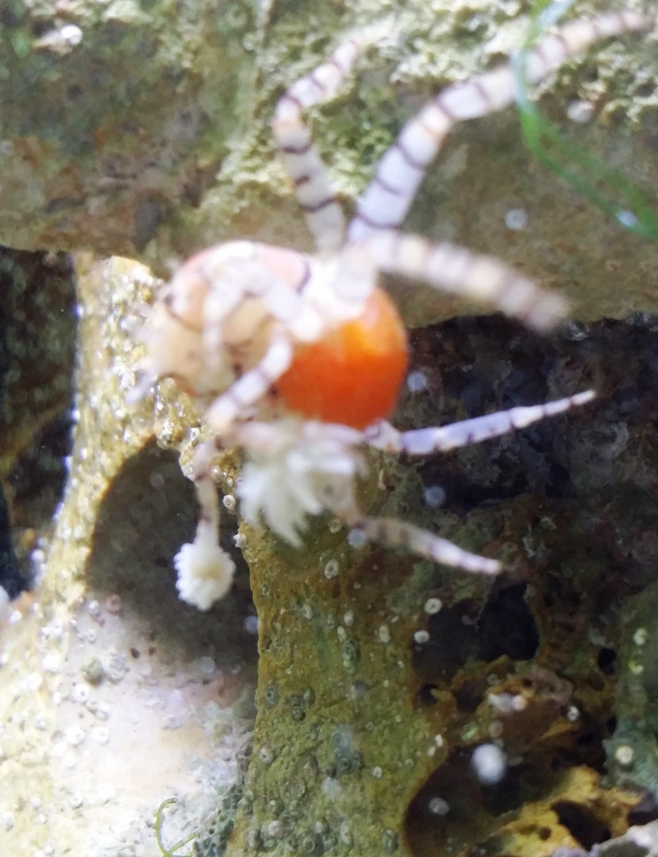 8/12/16 Pom Pom Crab female with eggd - the orange blob
