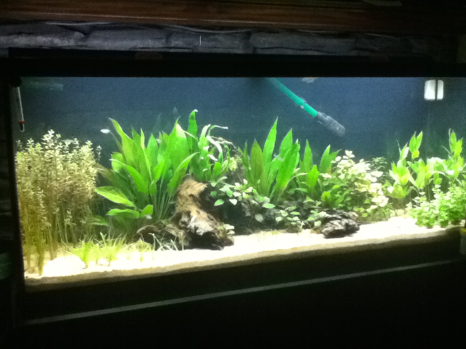 9/16 First week of the new plants. Blyxa carpet startup (Tiny bit in the left)