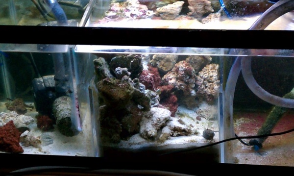 (92 Bow) My sump/refugium for my reef tank