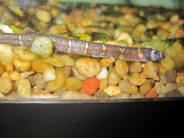 A bad pic of the khulii loach