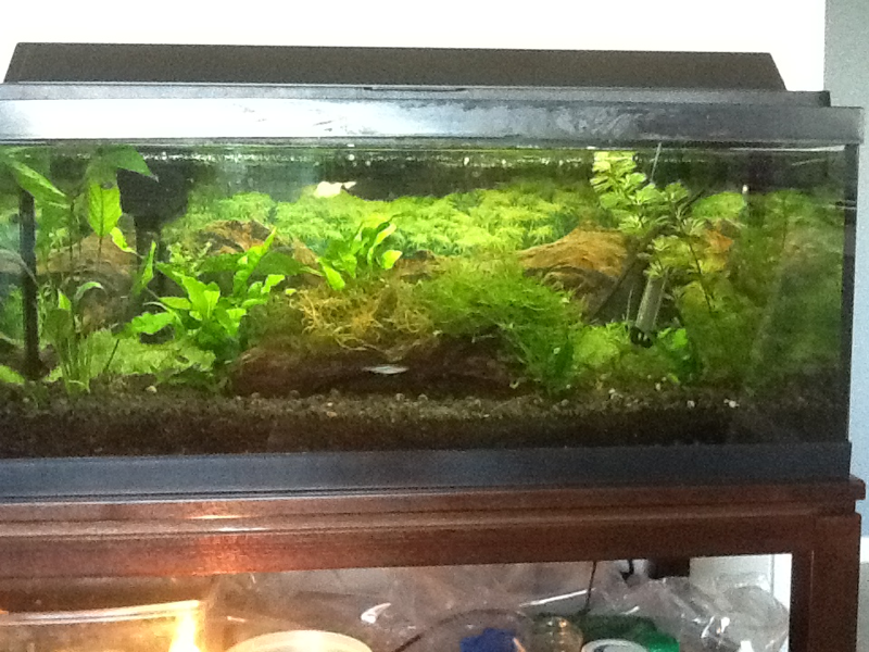 A better pic of 20 gallon long