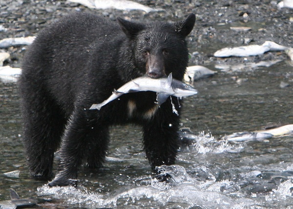 A black bear in a serious feeding frenzy on Dayville Rd. in Valdez.