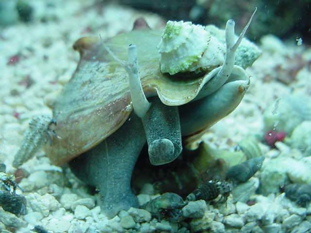 a blue crab climbs up for a ride on a fighting conch.