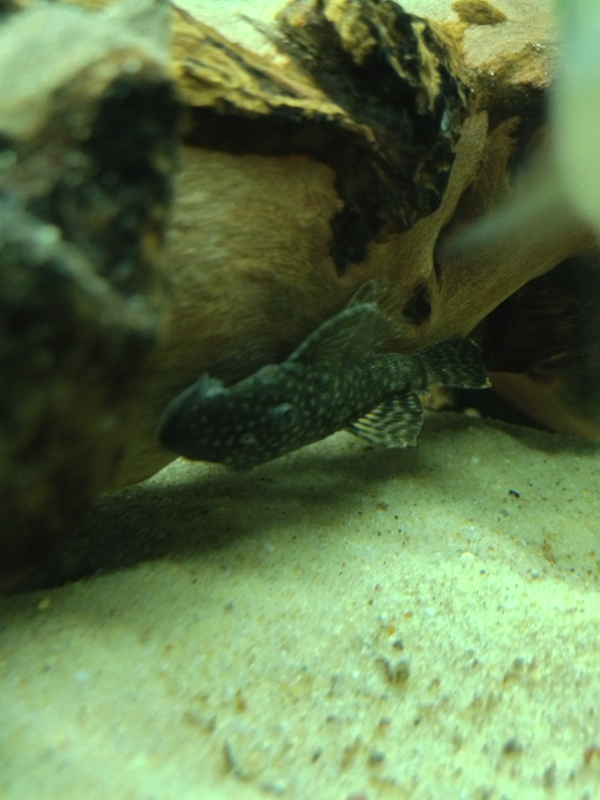 A bristlenose I'm growing out :)