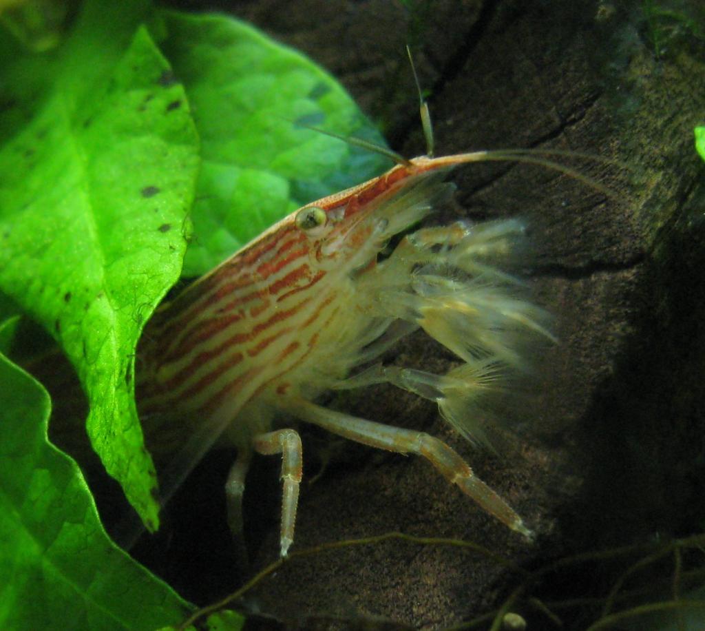 A closeup of this filter feeding shrimp from South East Asia.