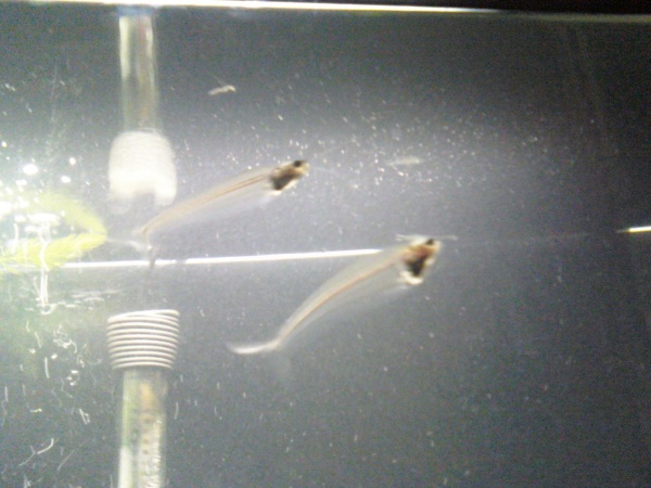 A couple of my glass catfish.