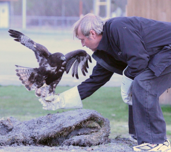 A falconer retrieves a runaway Redtailed Hawk that escaped from a pen in his yard.