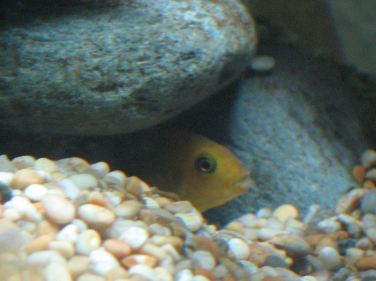 A female Metriaclima msobo magunga (a species of Malawi Mbuna), hiding out in the cave. This is now occupied by the least dominant male who evicted he