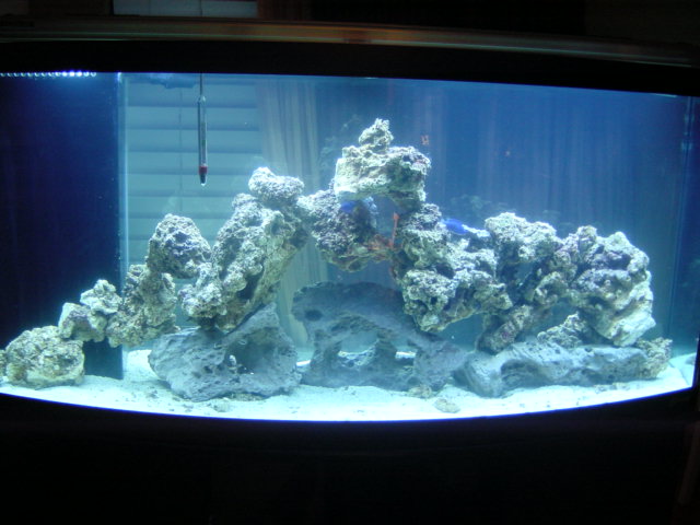 a full tank shot with my 42 pounds of fiji live rock and 20 of lace rock(it the base rock)its cycling