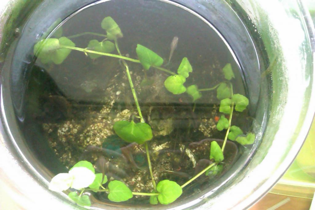 A full view of the unidentified plant growing in the mossy 4 years old tank.