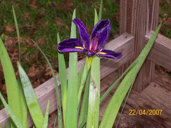 A Louisiana black iris.
