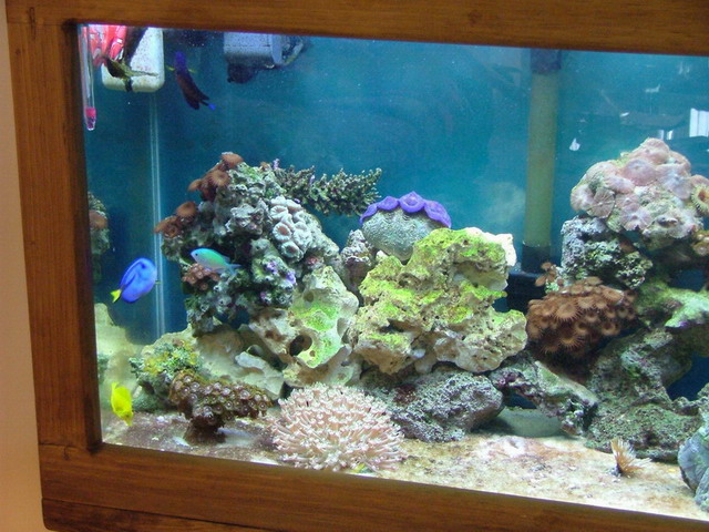 A mix mash... Blue Tang, Sunflower Coral, Mushrooms, Clam, Yellow Tang, Green Chromis and some Polyps and Zoos