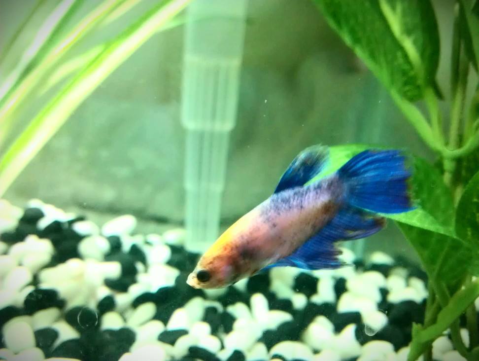 A much better picture showing off his colours