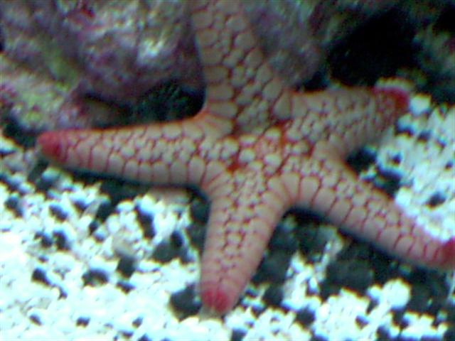 a new addition! This is such a cool sea star.  I had never seen one before so I figured I post a pic I will try to get better ones soon