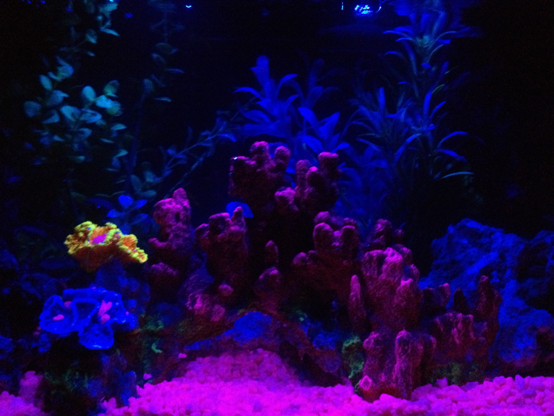 A nice night light feature on the tank...I leave it on for about an hour to let the fish wind down and then turn them completely off and they go right