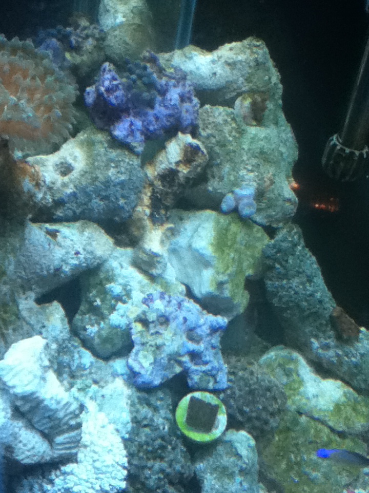 A nice overview of some coral frags and my purple candy canes in the middle.