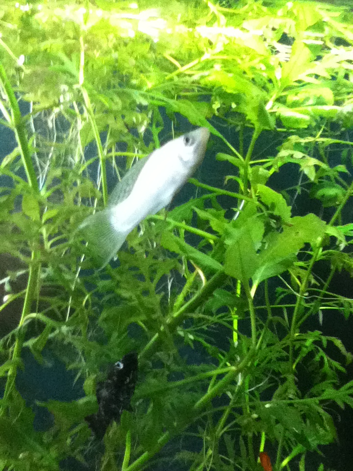 a nice picture of my silver sail-fin lyre-tail molly!