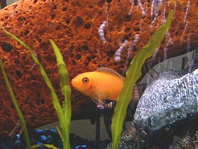 A pic of the first cichlid we had. He is no longer with us.   ):

Red Zebra Cichlid 
(Pseudotropheus zebra)