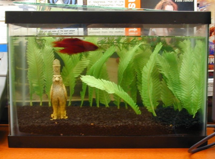A picture of my red betta's little home.  I'll get better pics of him another time.