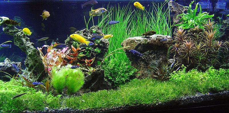 A picture showing the right side of my tank where my L. brasiliensis lawn is starting to grow in.