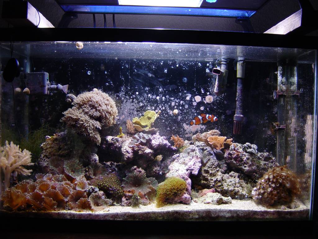 A quick shot of my 29G tank as it is Nov 2006.