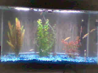 A really bad picture of my tank because the only "digital" camera i have is my webcam. it's a 29 gallon with 10 fish in it right now.