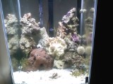 A SHOT OF MY TANK SO FAR MY MANDARIN DRAGONETTE AND MY CLOWN GOBY