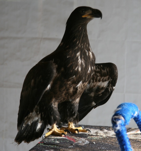 A sick juvenile bald eagle is kept in a garage until it can be sent to the bird treatment center in Anchorage.
