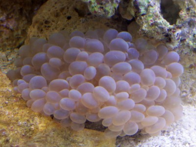 A very happy Bubble coral.
