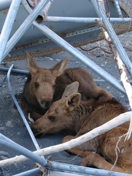 Abandoned moose calves I came across on the Copper River outside Chitina. They'd sought shelter under an old fish wheel. 2005.