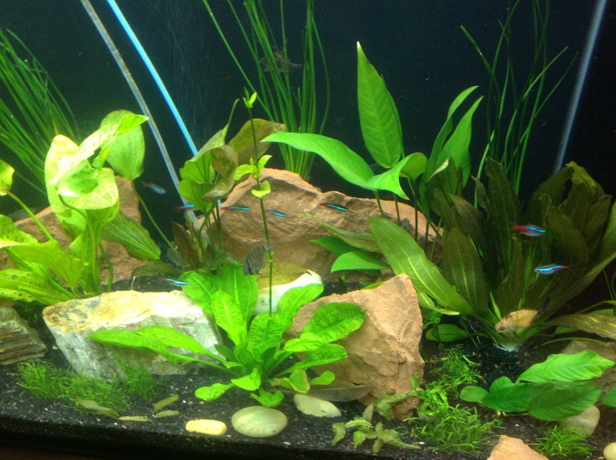 Added a few Anubias , red and green ozelot swords. I also added some water onion. The vertical lines give the Discus something to hide behind, and mak