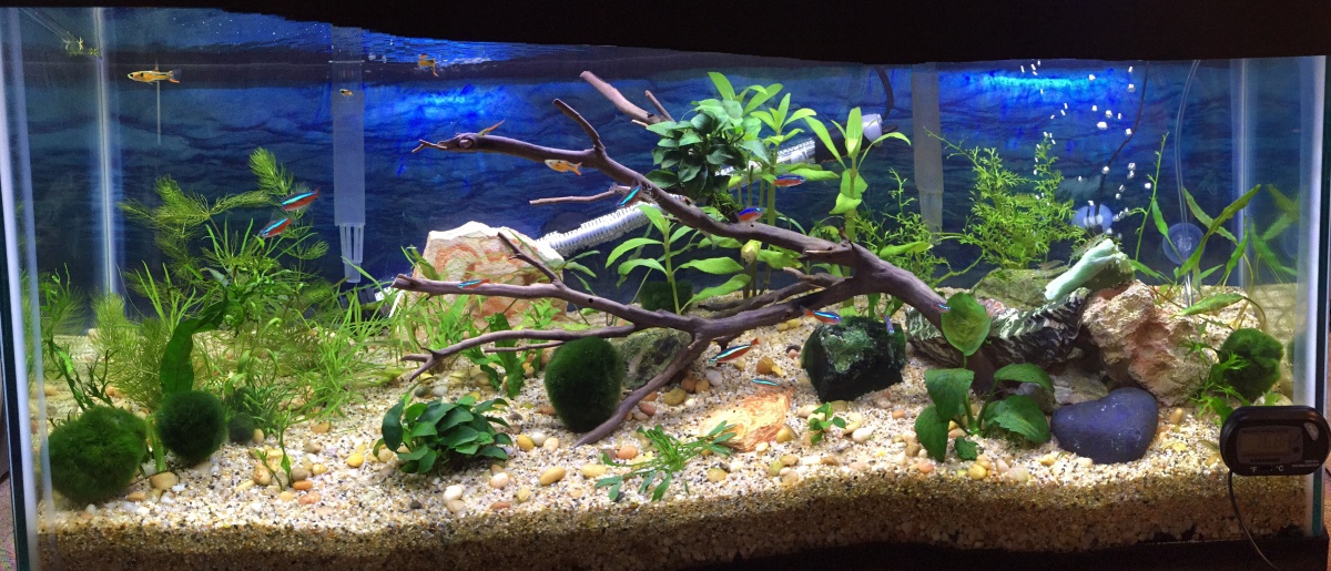 Added additional filter - Aquaclear 20 to my 30, a little interior design work, more frequent & larger H20 changes!