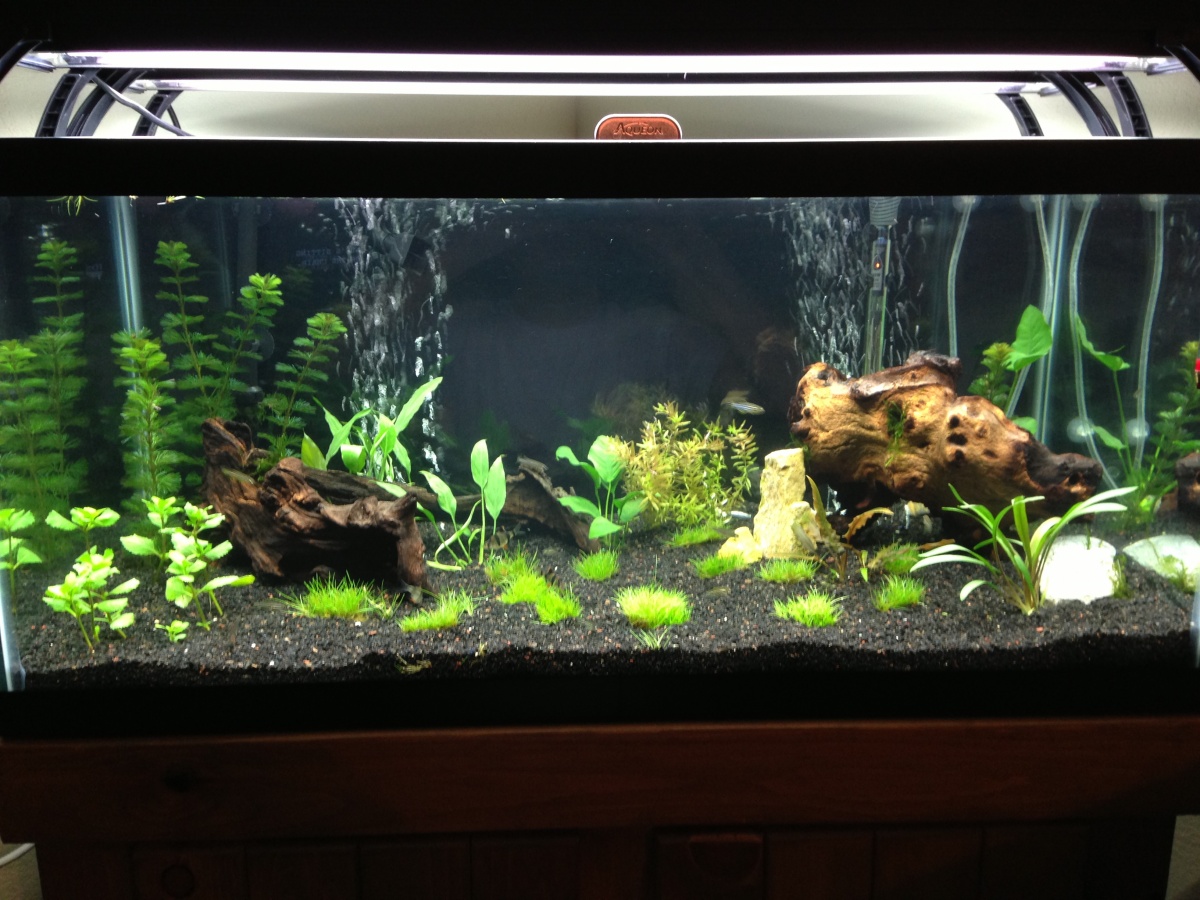 Added/changed plants, and added driftwood to the left with a few rocks.