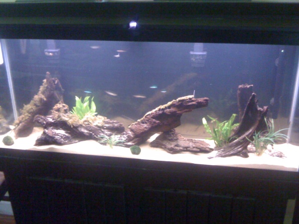 added some fish after cycle