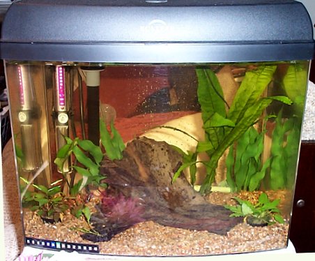 Addition of 1 java fern, 1 anubias and 2 potted crypts. I also added a bubble wall positioned at the rear of the tank.