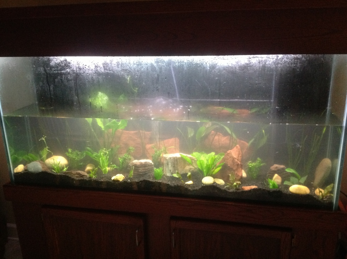 After painting a black background on the back of the tank, I added Amazon soil 2 inches thick, followed by a 2 inch layer of Eco Complete. I filled th