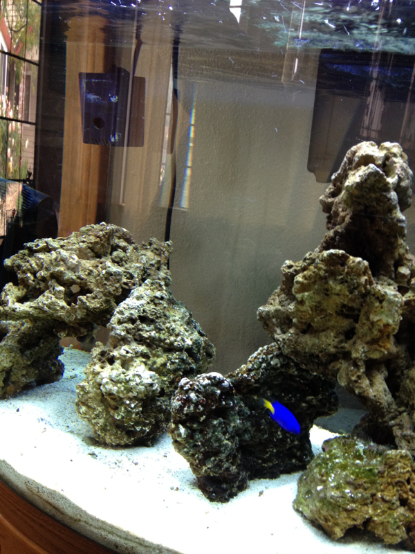 After two weeks I couldn't wait any longer and got two damselfish. (and re did the rocks)