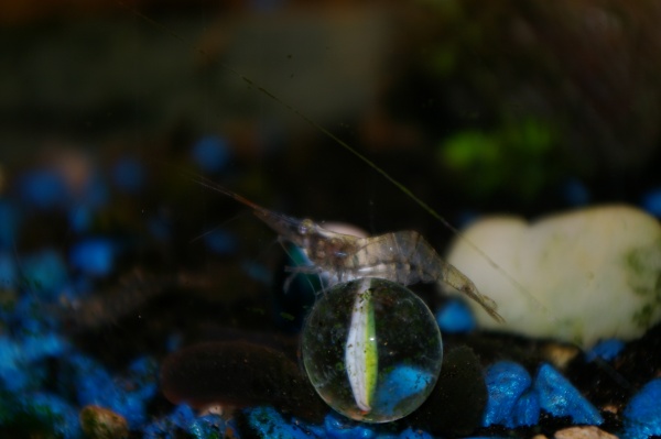 Ahh this Ghost shrimp found one of My lost marbles