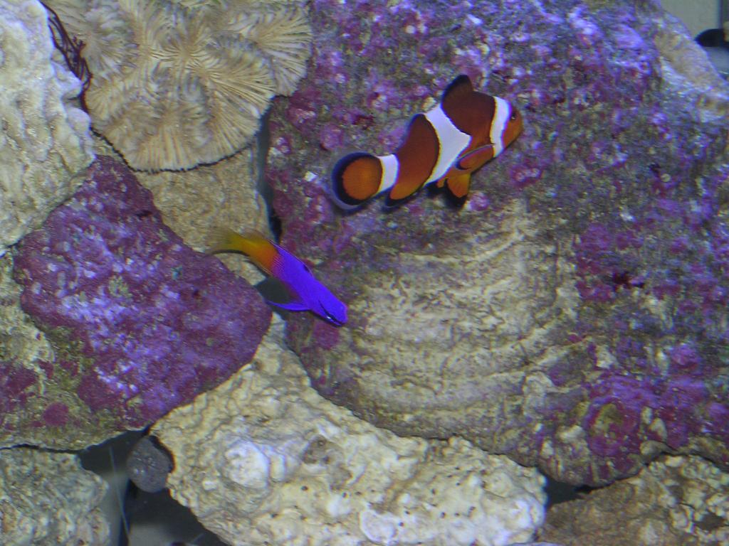 AKA Coral and Daphne