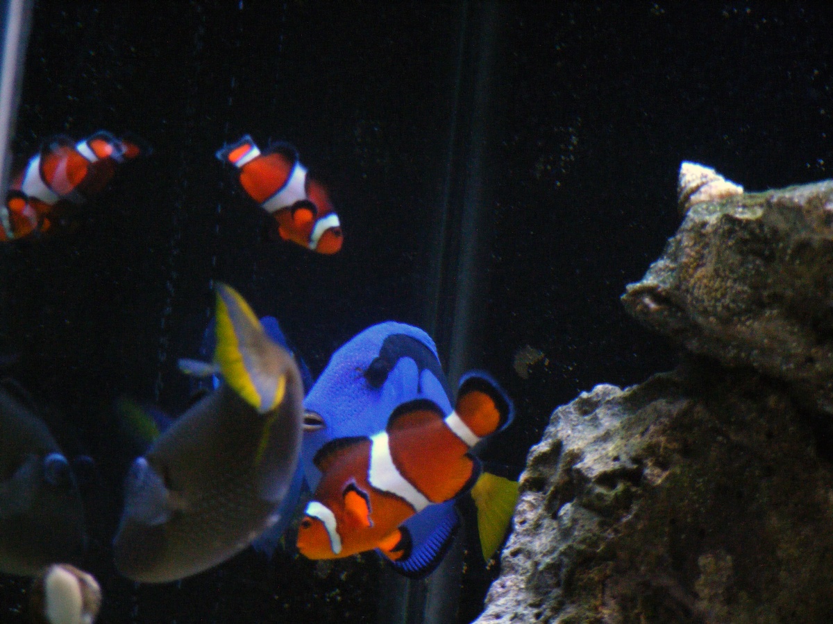 Al, Nemo, dori, and jr.