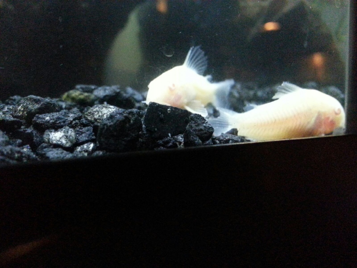 Albino Corydoras. The larger of the 2 must've been attacked at the pet store by a tank mate b/c his tail fin was like that when I got him.
