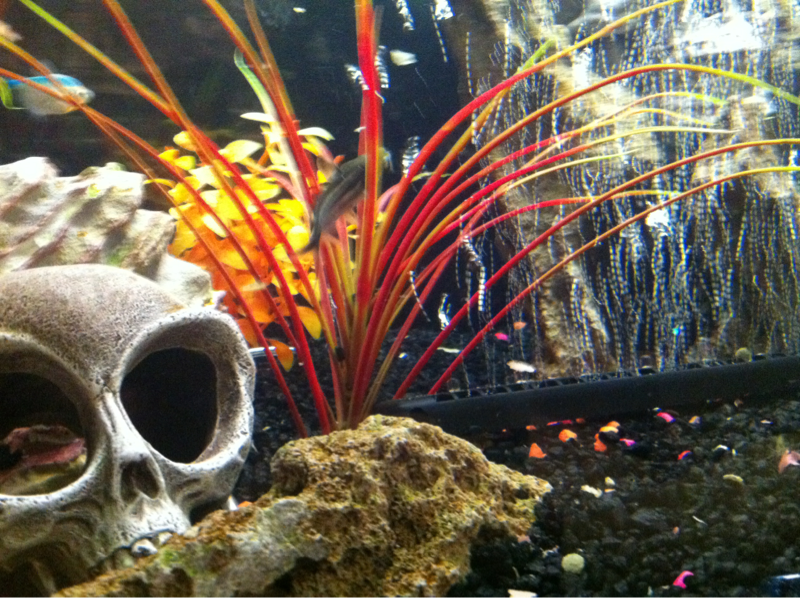 Aliens have invaded the tank