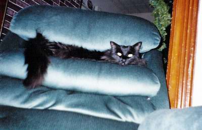 all black persian longhair ... posed this way by it's owner my sister ... don't worry, the cat isn't squished :)