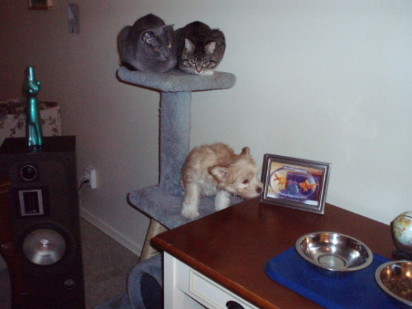 All three on the cat climber...LOL.