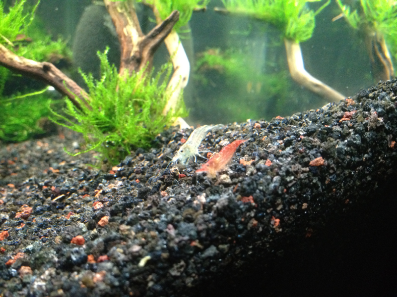 Amano and cherry shrimp taking a stroll