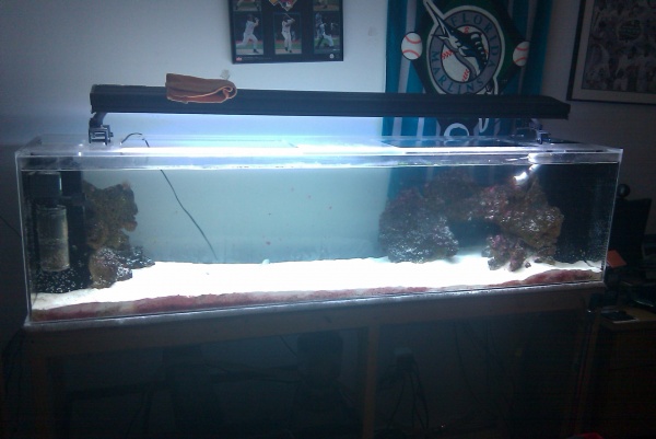 An entire shot of my 125 gallon tank.