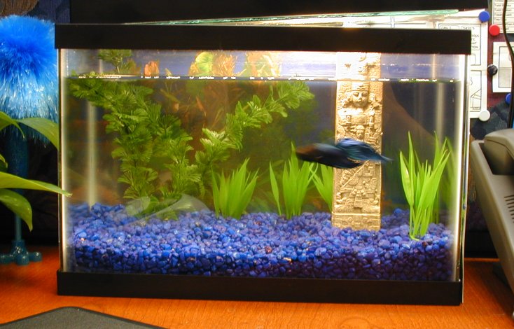 And another pic of my blue betta's tank.