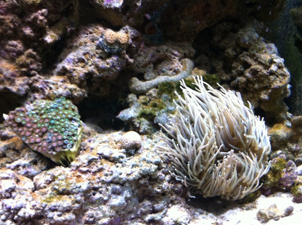 anemone and zoas