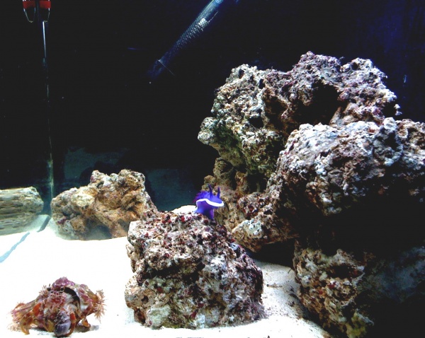 Anenome hermit crab and Purple sea slug