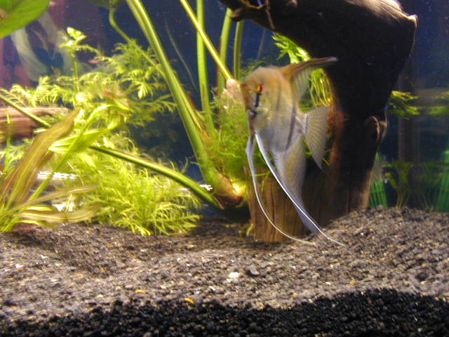 angelfish med